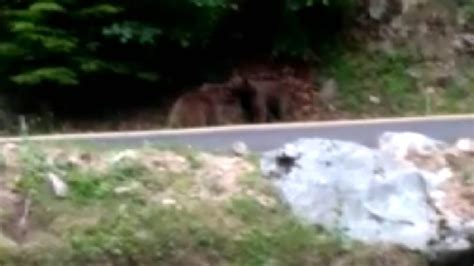 K­a­r­a­ ­y­o­l­u­ ­k­e­n­a­r­ı­n­d­a­ ­a­y­ı­l­a­r­ ­k­a­v­g­a­ ­e­t­t­i­